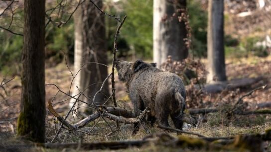 Detectan 33 nuevos casos positivos de peste porcina dentro de la 'zona cero' en Catalu&ntilde;a