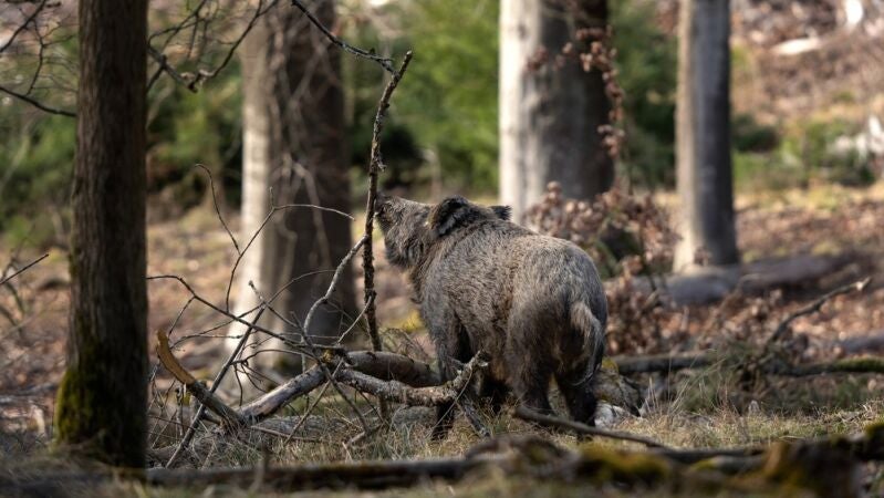 Detectan 33 nuevos casos positivos de peste porcina dentro de la 'zona cero' en Catalu&ntilde;a