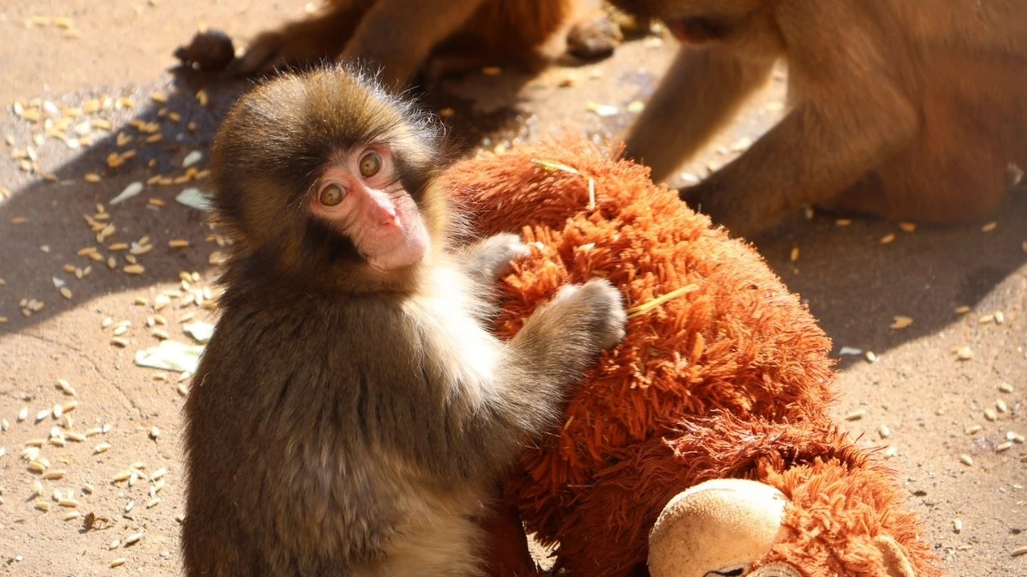 Punch se queda sin su peluche: la emotiva reacción del mono tras quitarle a su inseparable compañero Punch se queda sin su peluche: la emotiva reacción del mono tras quitarle a su inseparable compañero