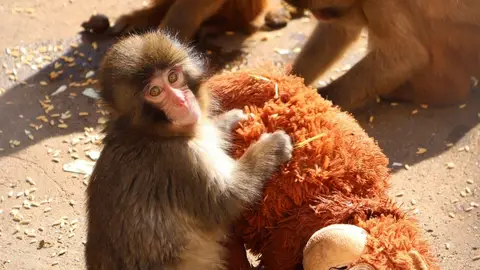 Punch se queda sin su peluche: la emotiva reacción del mono tras quitarle a su inseparable compañero Punch se queda sin su peluche: la emotiva reacción del mono tras quitarle a su inseparable compañero