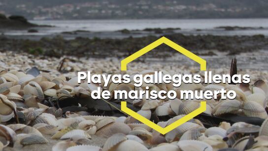 Del agua en Galicia solo se sacan conchas: las &uacute;ltimas lluvias matan pr&aacute;cticamente a todo el marisco dejando a las familias sin ingresos