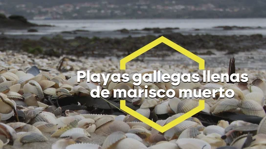 Del agua en Galicia solo se sacan conchas: las últimas lluvias matan prácticamente a todo el marisco dejando a las familias sin ingresos Del agua en Galicia solo se sacan conchas: las últimas lluvias matan prácticamente a todo el marisco dejando a las familias sin ingresos