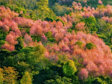 Cerezos silvestres del Himalaya en flor, en Tailandia Cerezos silvestres del Himalaya en flor, en Tailandia