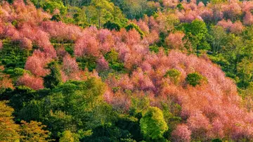 Cerezos silvestres del Himalaya en flor, en Tailandia Cerezos silvestres del Himalaya en flor, en Tailandia