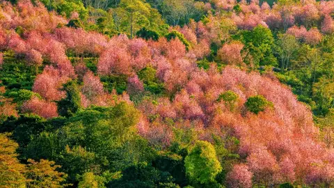 Cerezos silvestres del Himalaya en flor, en Tailandia Cerezos silvestres del Himalaya en flor, en Tailandia