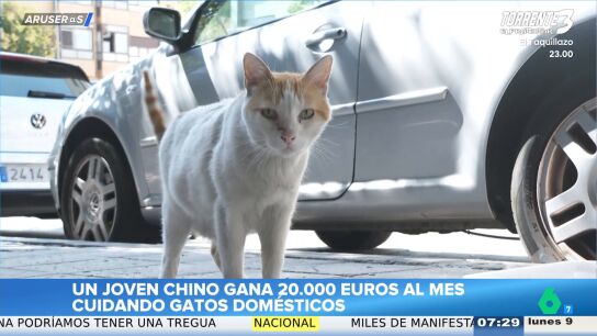  Un joven chino gana hasta 20.000 euros al mes cuidando gatos casa por casa