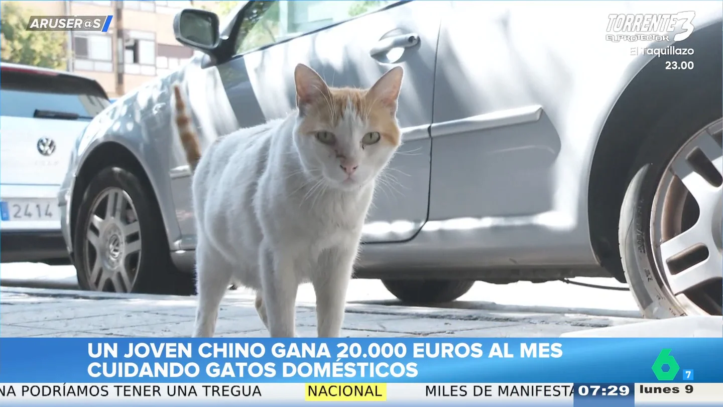 Un joven chino gana hasta 20.000 euros al mes cuidando gatos casa por casa Un joven chino gana hasta 20.000 euros al mes cuidando gatos casa por casa