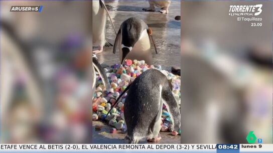 La emotiva iniciativa de unos ni&ntilde;os de Edimburgo al pintar piedras para que los ping&uuml;inos encuentren pareja
