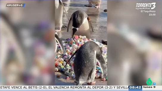 La emotiva iniciativa de unos niños de Edimburgo al pintar piedras para que los pingüinos encuentren pareja La emotiva iniciativa de unos niños de Edimburgo al pintar piedras para que los pingüinos encuentren pareja
