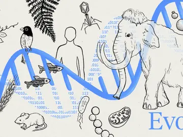 Ilustración del nuevo modelo genético Evo2 Ilustración del nuevo modelo genético Evo2