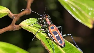 Escarabajo tigre Escarabajo tigre