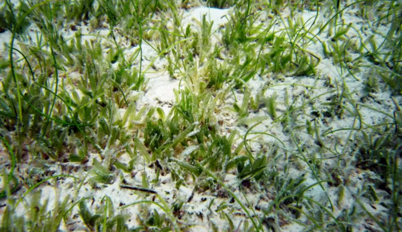 La planta invasora Halophila stipulacea