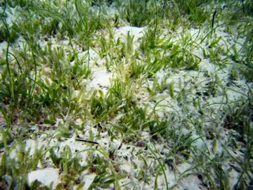 La planta invasora Halophila stipulacea La planta invasora Halophila stipulacea