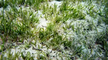 La planta invasora Halophila stipulacea La planta invasora Halophila stipulacea