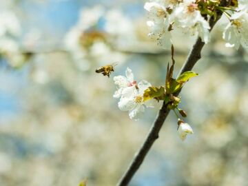 Una abeja en un flor