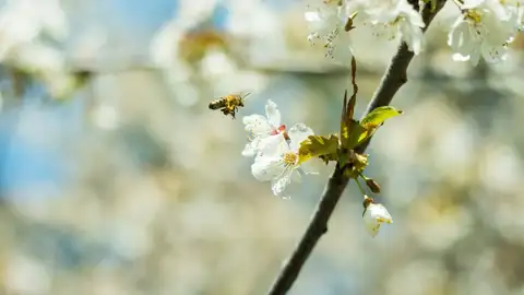 Una abeja en un flor Una abeja en un flor