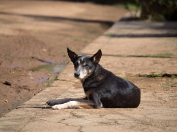 Imagen de un perro en la calle
