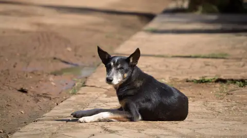 Imagen de un perro en la calle Imagen de un perro en la calle