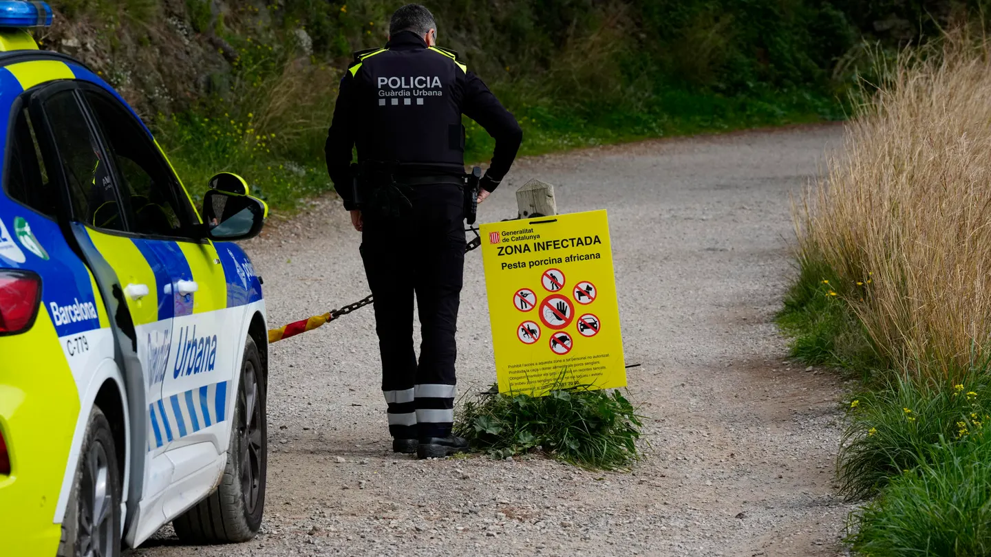 Agentes de la Guardia Urbana colocan carteles informando del cierre del acceso al Parque de Collserola tras el brote de peste porcina en jabalíes. Agentes de la Guardia Urbana colocan carteles informando del cierre del acceso al Parque de Collserola tras el brote de peste porcina en jabalíes.