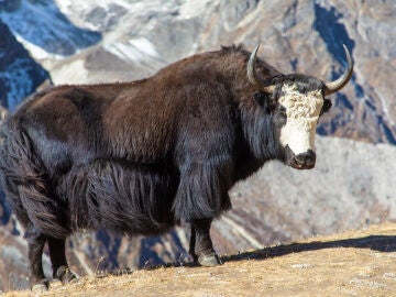 Yak