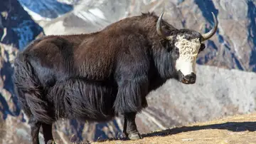 Yak Yak