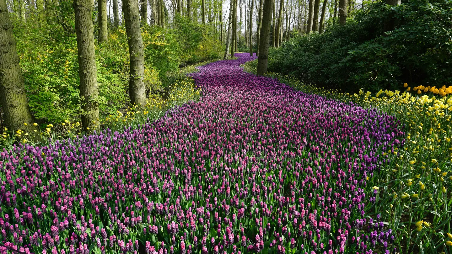 Un campo lleno de flores Un campo lleno de flores