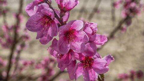 Flor del melocotón. Cieza