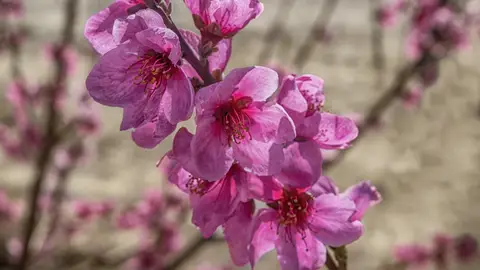 Flor del melocotón. Cieza Flor del melocotón. Cieza