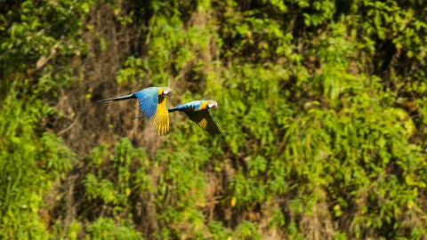 Guacamayos en Madre de Dios, Perú