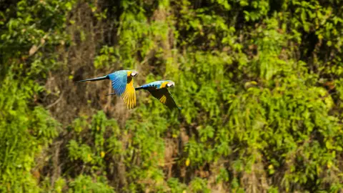Guacamayos en Madre de Dios, Perú Guacamayos en Madre de Dios, Perú