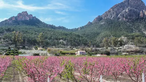 Cieza y sus campos de melocotoneros rosas Cieza y sus campos de melocotoneros rosas