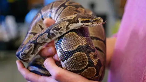 Serpiente pitón Serpiente pitón