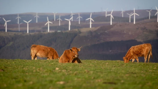 Imagen de archivo de unas vacas con molinos de viento a sus espaldas. Imagen de archivo de unas vacas con molinos de viento a sus espaldas.