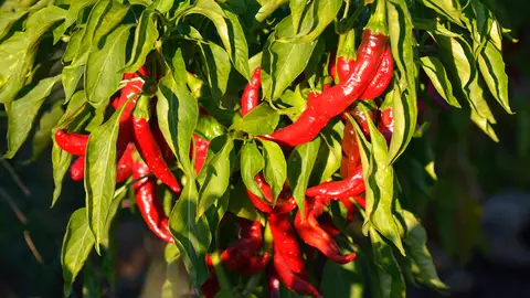 Pimientos (para pimentón). Pimientos (para pimentón).