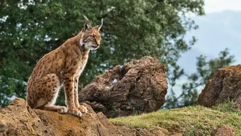 Lince ibérico en la Sierra de Andújar Lince ibérico en la Sierra de Andújar