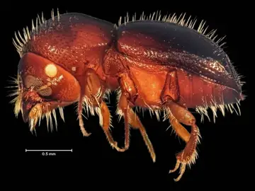 TAC del escarabajo TAC del escarabajo