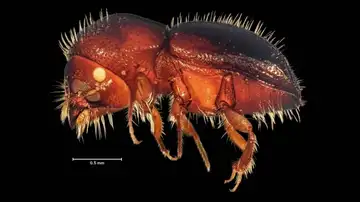 TAC del escarabajo TAC del escarabajo