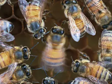Una abeja bailando con "público" Una abeja bailando con "público"