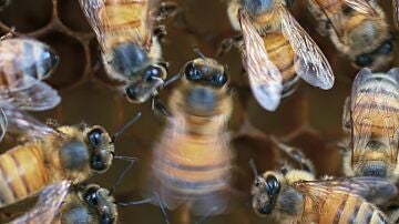 Una abeja bailando con "p&uacute;blico"