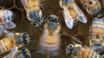 Una abeja bailando con "público" Una abeja bailando con "público"