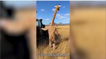 Jirafa