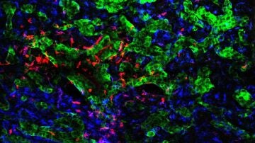 Experimentos del CNIO