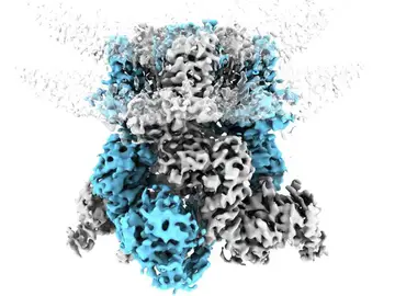 Proteína TRPM8 Proteína TRPM8