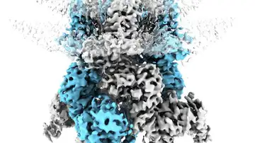 Proteína TRPM8 Proteína TRPM8