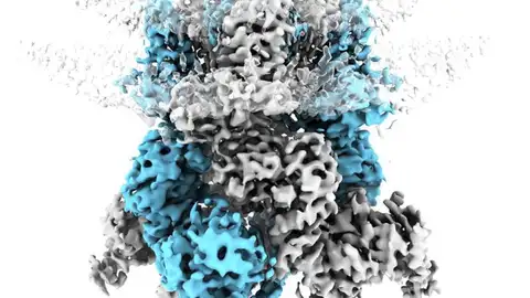 Proteína TRPM8 Proteína TRPM8