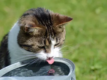 Gato bebiendo agua Gato bebiendo agua