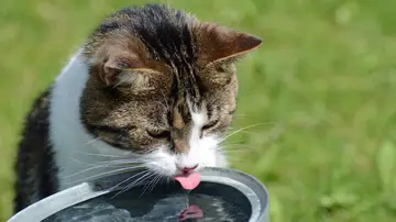 Gato bebiendo agua Gato bebiendo agua