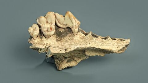 Maxilar superior de un perro domesticado hallado en la cueva de Kesslerloch, en Thayngen (Suiza)