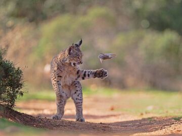 Fotograf&iacute;a ganadora del Premio del P&uacute;blico del certamen Fot&oacute;grafo de Vida Silvestre del A&ntilde;o organizado por el Museo de Historia Natural de Londres