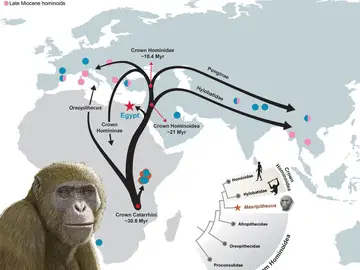 Masripithecus moghraensis y la dispersión de los homínidos coronados en el Mioceno Masripithecus moghraensis y la dispersión de los homínidos coronados en el Mioceno